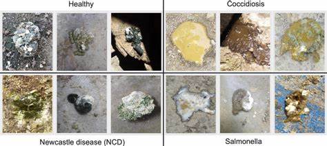 Droppings disease diagnosis
